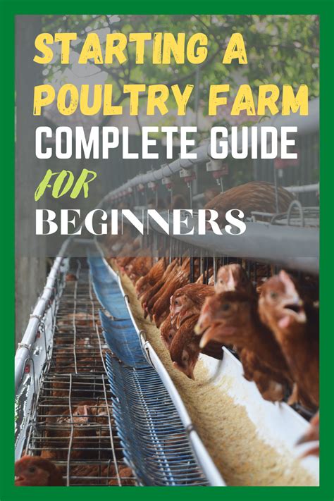 Poultry Farming For Beginners In 2022 Complete Business Guide Artofit