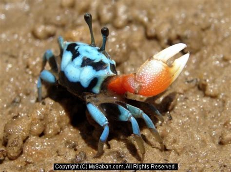 Borneo Fiddler Crabs, Sabah, Malaysia/fiddler-crab-dsc00684