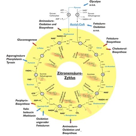 Citratzyklus Flashcards Quizlet