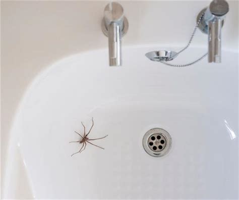 How To Prevent Spiders In The Home Onlinetradesmen