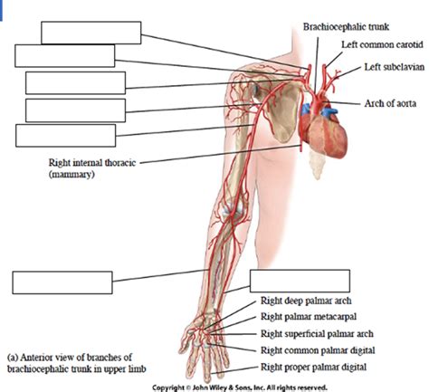 Arteries Of The Arm Diagram Quizlet