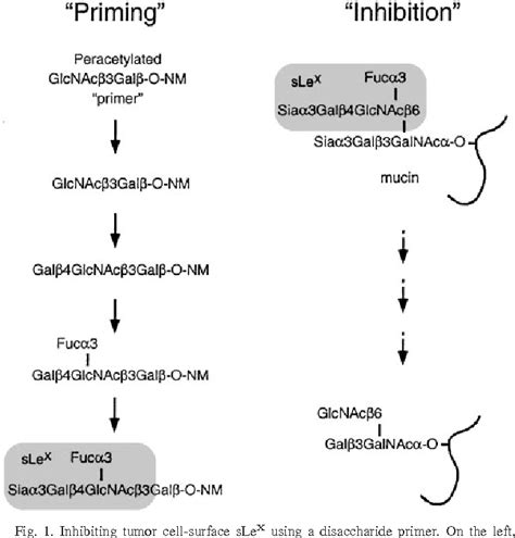 Figure From A Disaccharide Precursor Of Sialyl Lewis X Inhibits