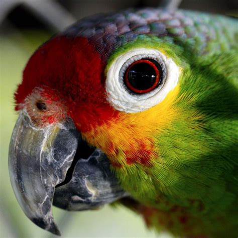 Parrot Ave Captivity · Free photo on Pixabay