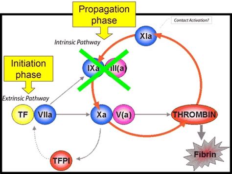 Heme Lecture 5 Bleeding Disorders Due To Coagulopathy Flashcards