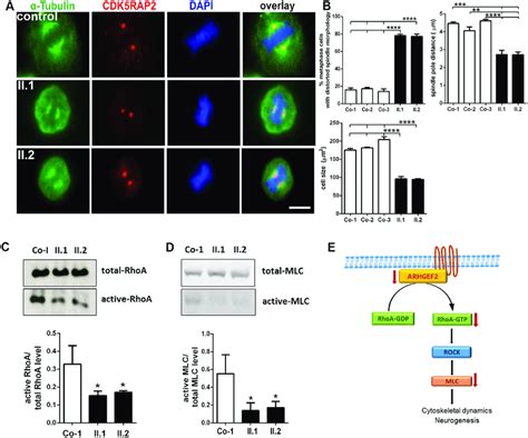 Mitotic Spindle Defects And Reduced Rhoa Activation In Lcls Of Index