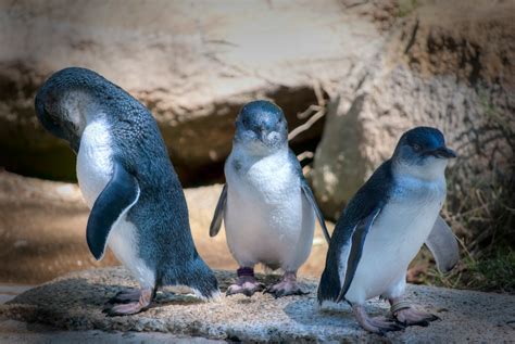 A Photo A Day: Fairy Penguins Three