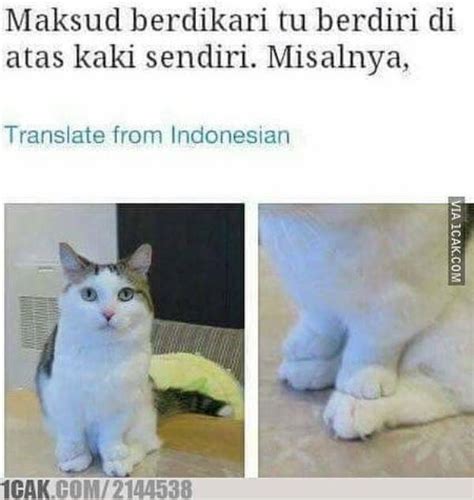 15 Meme kelakuan kucing ini dijamin bikin ketawa, kocak banget