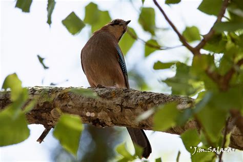 Miradas Cantábricas Arrendajo euroasiático Garrulus glandarius