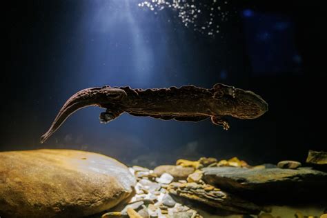 Salamander exhibit re-opens with larger habitat