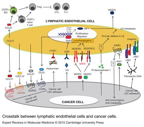 Crosstalk Between Cancer Cells And Blood Endothelial And Lymphatic