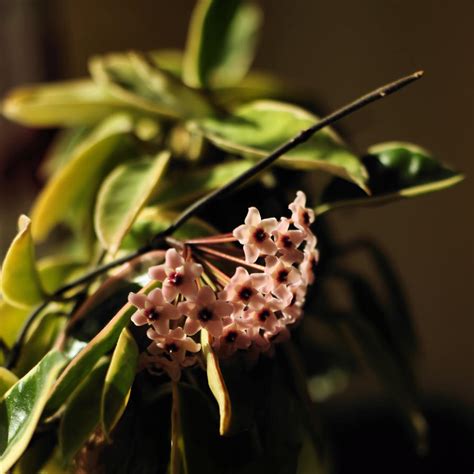 hoya carnosa variegata by Wilithin on DeviantArt