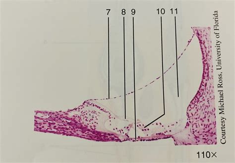 Spiral Organ Of Corti Diagram Quizlet