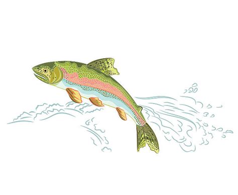 Rainbow Trout Clip Art Vector Images And Illustrations Istock