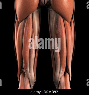 Anatomical Model Showing The Biceps Femoris Muscles Stock Photo Alamy