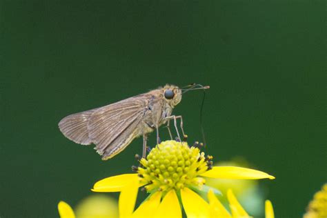 Ocola Skipper From Georgetown County Sc Usa On August At