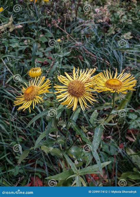 Mountain Arnica Flowermedical Herb Stock Photo Image Of Arnicinae