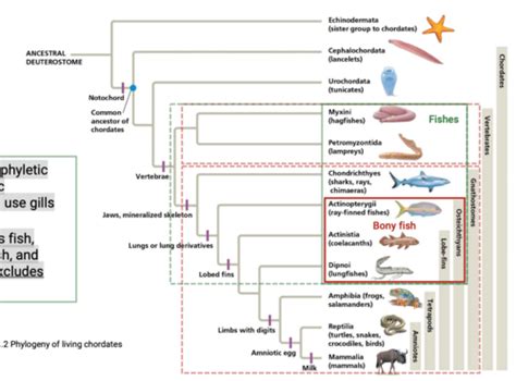 BIOl 108 Topic 28 Flashcards Quizlet