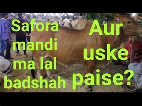 Safora Mandi Karachi Rate Janwar K Rates Karachi Cattle