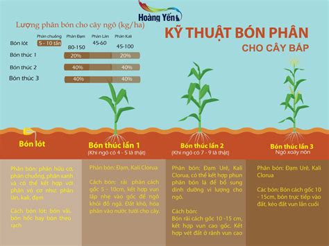 Bón phân cho cây bắp Yêu Hoa