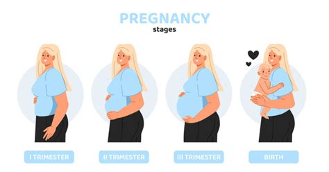 Pregnancy Animation Images – Browse 580 Stock Photos, Vectors, and Video | Adobe Stock