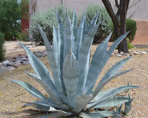 Agave Americana Century Plant Cactus Succulent Live Plant Etsy