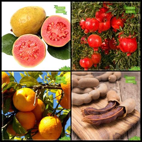 Creative Farmer Fruit Seeds Combo Tree Seeds Psidium Guava Pomagranate Dwarf Orange Sweet