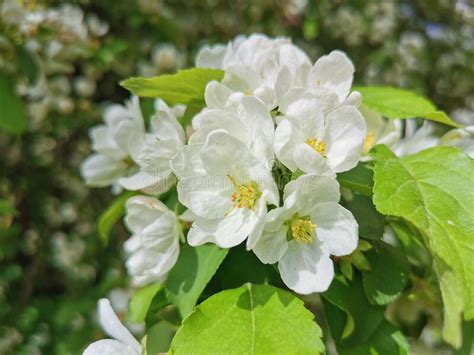 Una Rama De Un Manzano Con Flores Blancas Y Rosas Sobre Un Fondo Verde