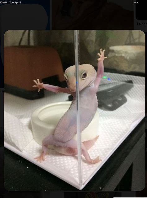 Create Meme Gecko Spotted Ablefor Ablefor Pictures Meme Arsenal