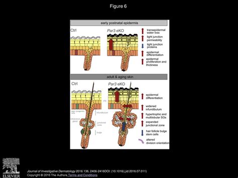 Essential Role Of Polarity Protein Par For Epidermal Homeostasis