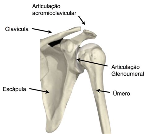 Anatomia Do Ombro Tendões Do Manguito Rotador E Bursa Subacromial