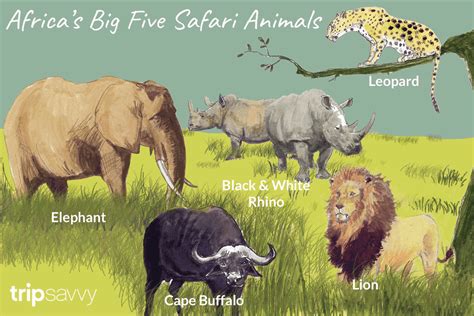 An Introduction To Africas Big Five Safari Animals