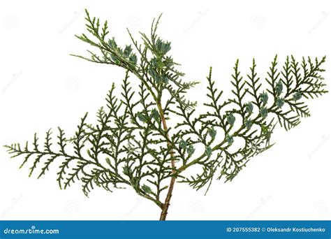 Green Arborvitae Branch Isolated On The White Background Thuja Branch