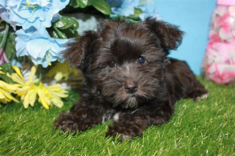 Yorkie Poo Puppies For Sale Long Island Puppies