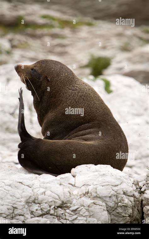 New zealand, sea lion Stock Photo - Alamy