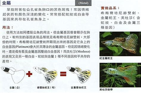 Guppy: the Genetics revised