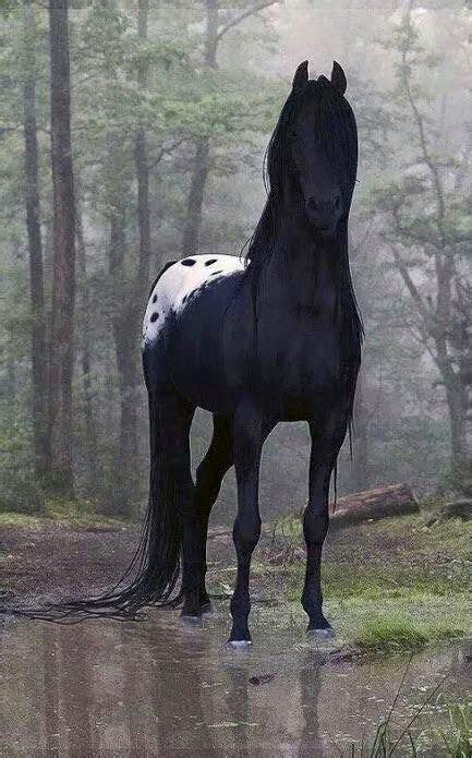 30 best Unique Horse Colors and Markings images on Pinterest | Beautiful horses, Horses and ...