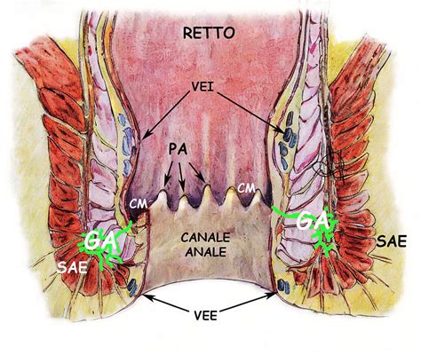 Pallina Vicino All Ano Scopri Cause Rimedi E Consigli Il Mio Sito