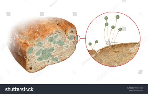 Rhizopus Stolonifer Black Bread Mold One Stock Illustration 1720237393