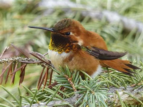 Allen S Hummingbird Guide Selasphorus Sasin Birding Insider