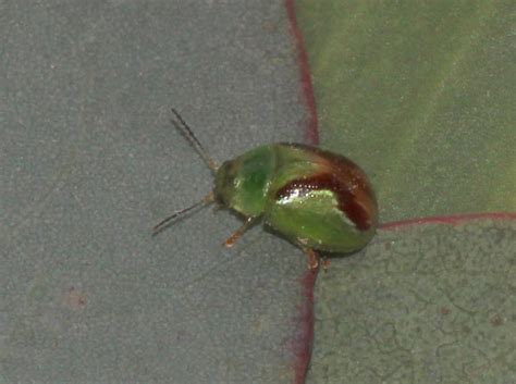 Hot Cross Bun Beetle Project Noah