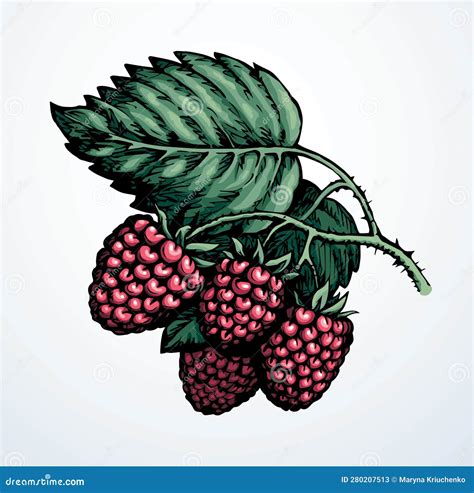 Raspberries On Branch Vector Illustration Stock Vector Illustration