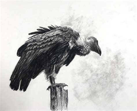 Timed Drawing Exercise How To Draw A Vulture With Charcoal