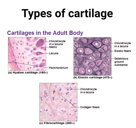 Cartilage Cells: Types, Structure, Examples, Functions