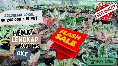 Petani Aglaonema Lokal Promonya Keren Rp 200 000 Dapet 15 Aglonema