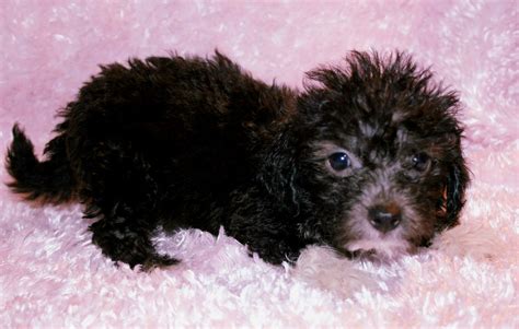 Black Maltipoo A Charming And Playful Companion