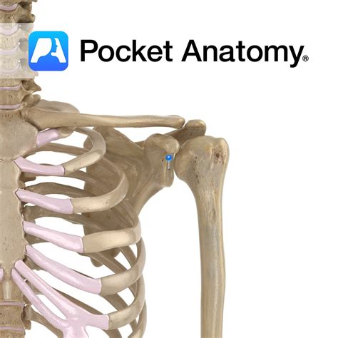 Scapula - glenoid cavity - Pocket Anatomy