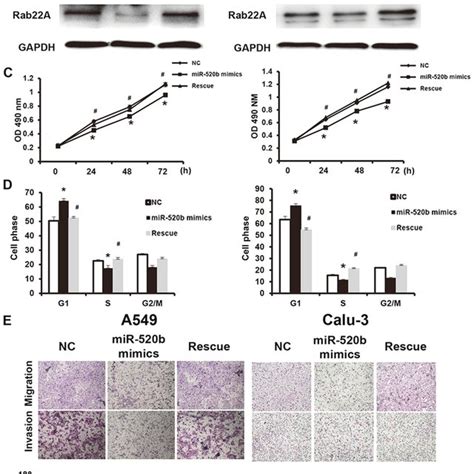 MiR 520b Regulates Proliferation And Metastasis Of Non Small Cell Lung