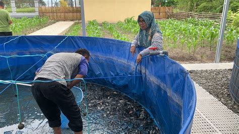 Grading Cara Lapas Namlea Tingkatkan Efektifitas Budidaya Ikan Nila