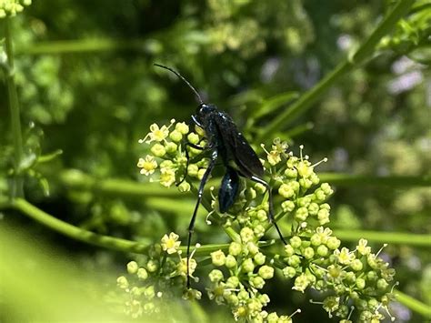 Nearctic Blue Mud Dauber Wasp From Discovery Ln Grasonville MD US On