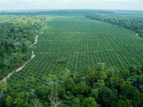 De Todos Modos Hacer La Vida Miau Miau Aceite De Palma Plantaciones